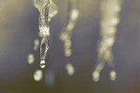 Close-up/Macro
