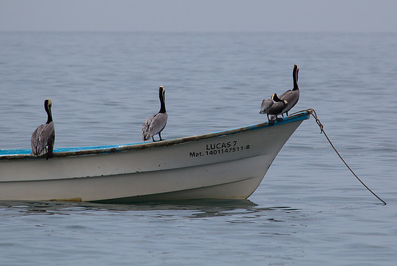 A Penguins Hard Day at the Office