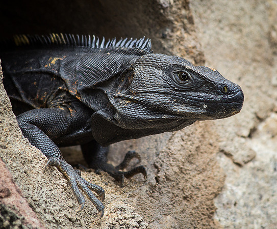 Iguana