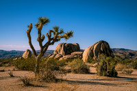 Palm Springs & Joshua Tree